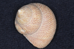 Maurea punctulata