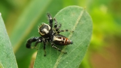 Thyene imperialis