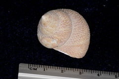 Maurea punctulata