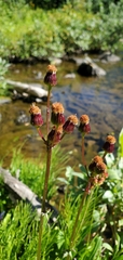 Packera pauciflora