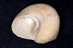 Maurea punctulata