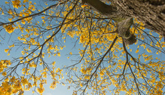 Handroanthus umbellatus