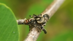Thyene imperialis