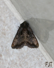 Noctuidae