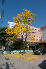 Handroanthus umbellatus