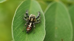 Thyene imperialis