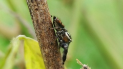 Thyene imperialis