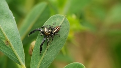 Thyene imperialis