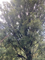 Beilschmiedia tawa