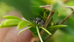 Thyene imperialis