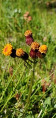 Packera pauciflora