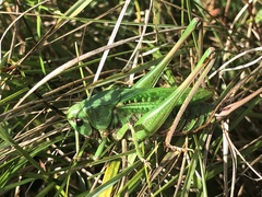 Decticus verrucivorus