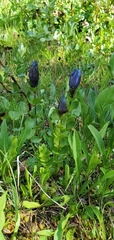 Gentiana calycosa