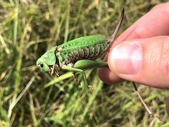 Decticus verrucivorus