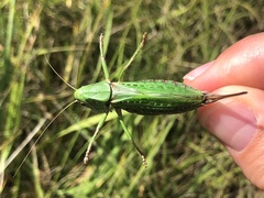 Decticus verrucivorus