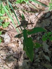 Betonica officinalis