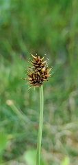 Carex illota