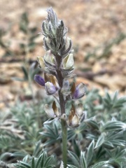 Lupinus breweri