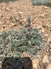 Lupinus breweri