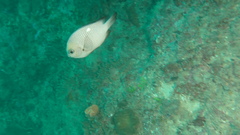 Dascyllus trimaculatus