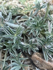 Lupinus breweri