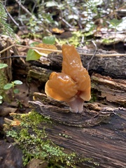 Gyromitra infula