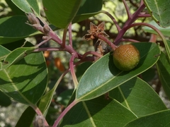 Arbutus andrachne