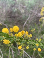 Acacia paradoxa