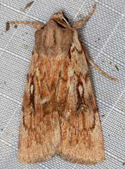 Setagrotis pallidicollis