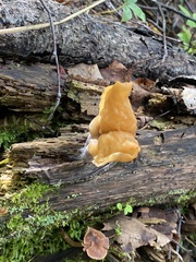 Gyromitra infula