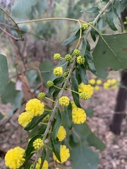 Acacia paradoxa