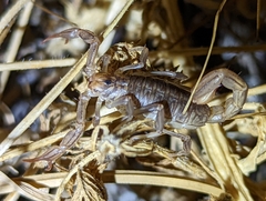 Paruroctonus silvestrii