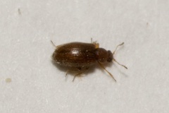 Corticariinae