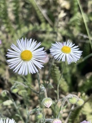 Erigeron divergens
