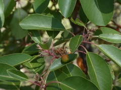 Arbutus andrachne