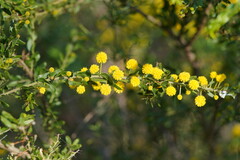 Acacia paradoxa