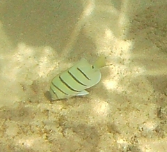 Acanthurus triostegus