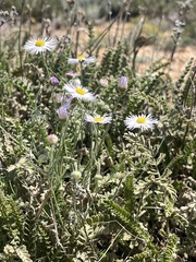 Erigeron divergens