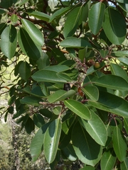 Arbutus andrachne