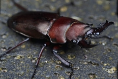 Prismognathus dauricus