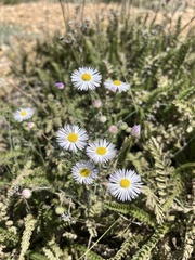 Erigeron divergens