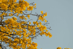 Handroanthus umbellatus