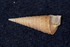 Maoricolpus roseus
