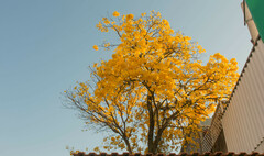 Handroanthus umbellatus