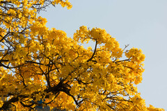 Handroanthus umbellatus