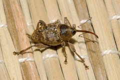 Curculio glandium