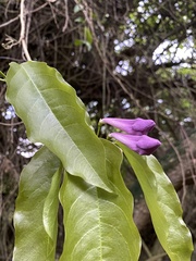 Mansoa verrucifera