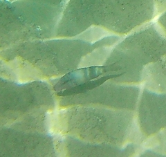 Parupeneus multifasciatus