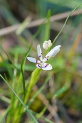 Wurmbea dioica