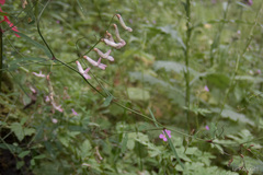 Vicia aphylla